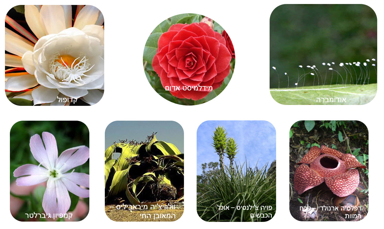 זיכרונות מחיים אחרים - הפרחים