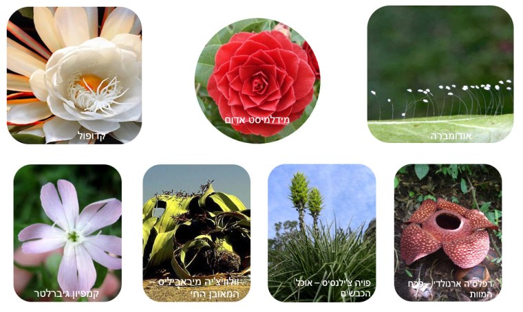 זיכרונות מחיים אחרים - הפרחים