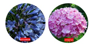 יומן המסע של אגי והורטי לפרחי ארץ ישראל - תמונה